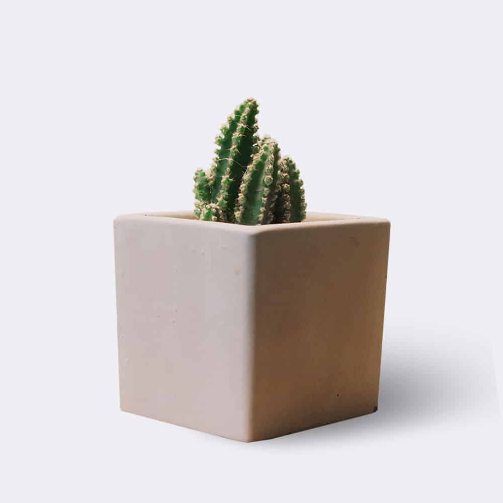 Inicio Cactus2 Free Img