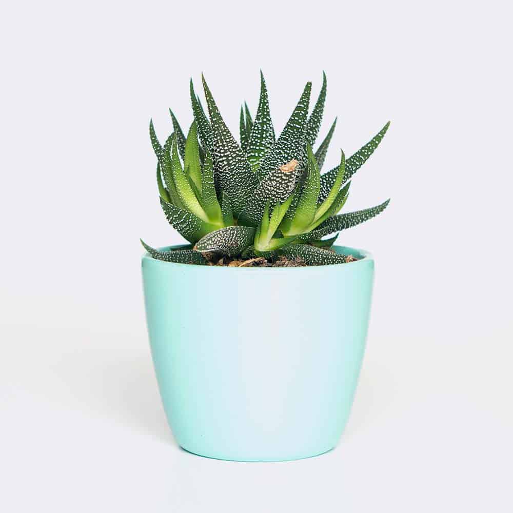 Inicio Plant6 Free Img